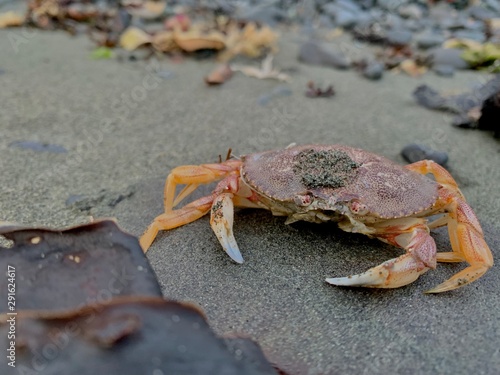 Dungeness crab in Alaska 