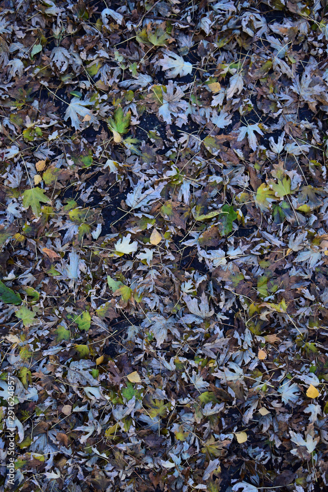 The leaves are yellow on the ground. Autumn leaf fall