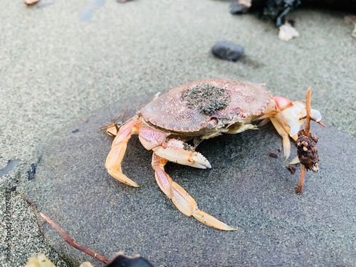Dungeness crab in Alaska 