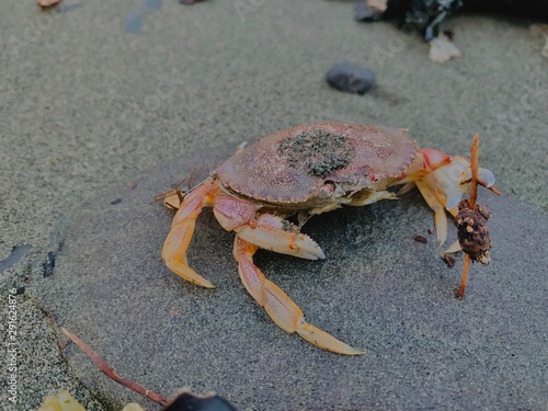Dungeness crab in Alaska 