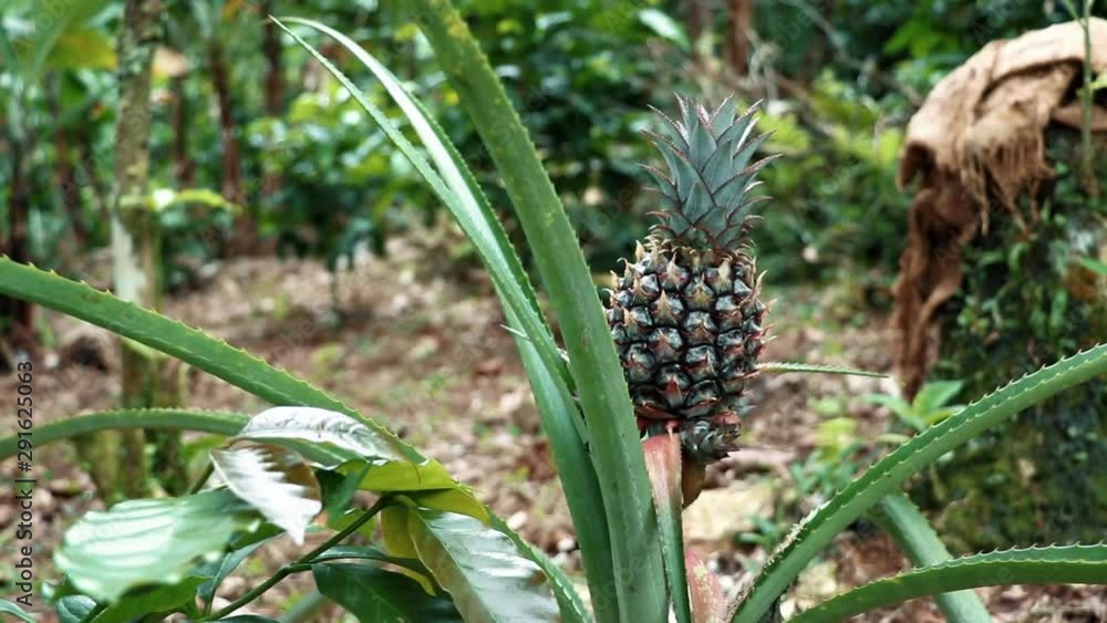 A small young pineapple growing among coffee plants high on a mountain in the Dominican Republic. Prickly leaves of a pineapple plant with a new fruit growing in the center. DOLLY RIGHT. Organic food. A small young pineapple growing among coffee plants high on a mountain in the Dominican Republic. Prickly leaves of a pineapple plant with a new fruit growing in the center. DOLLY RIGHT. Organic food.