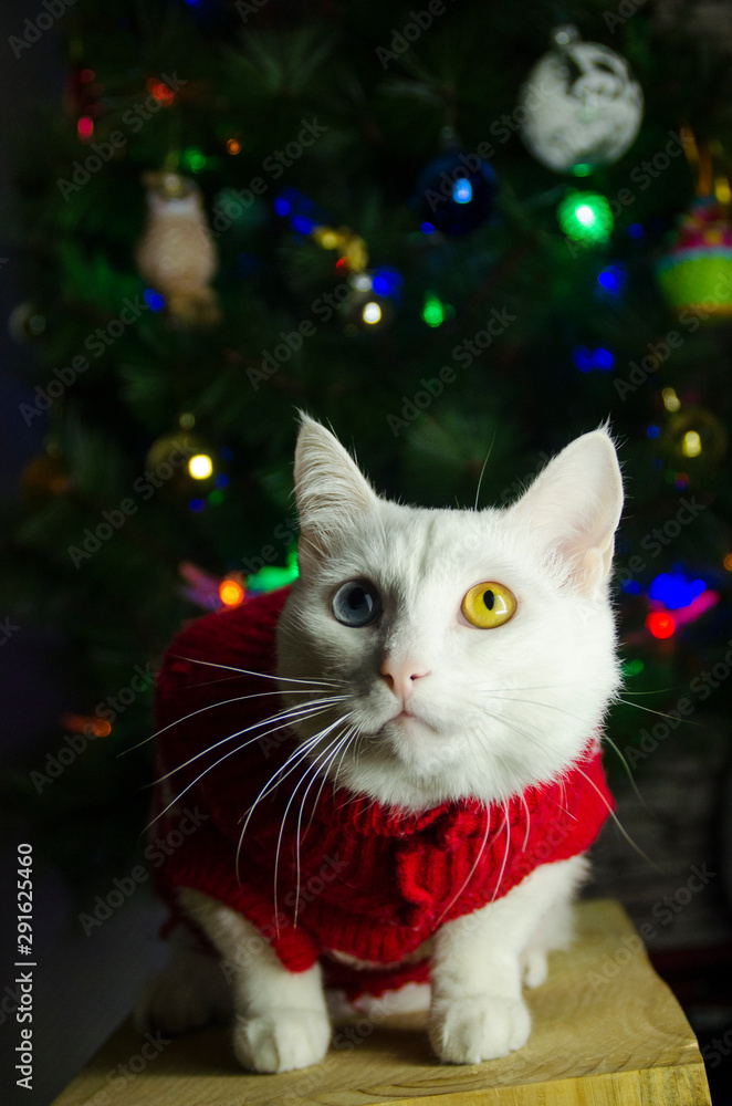 White cat in red sweater White cat in red sweater