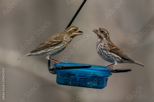 Mother and Son Rose Breasted Grosbeak at the feeder landscape photo