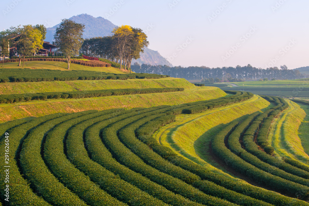 Rows of green tea plantation in Chiang Rai province of Thailand. Chiang Rai is the best place for grown tea with high-quality products.