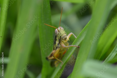 grasshopper on the grass © Agustin
