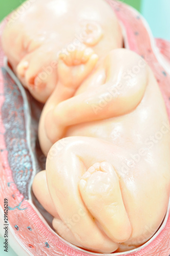 human fetus anatomy model