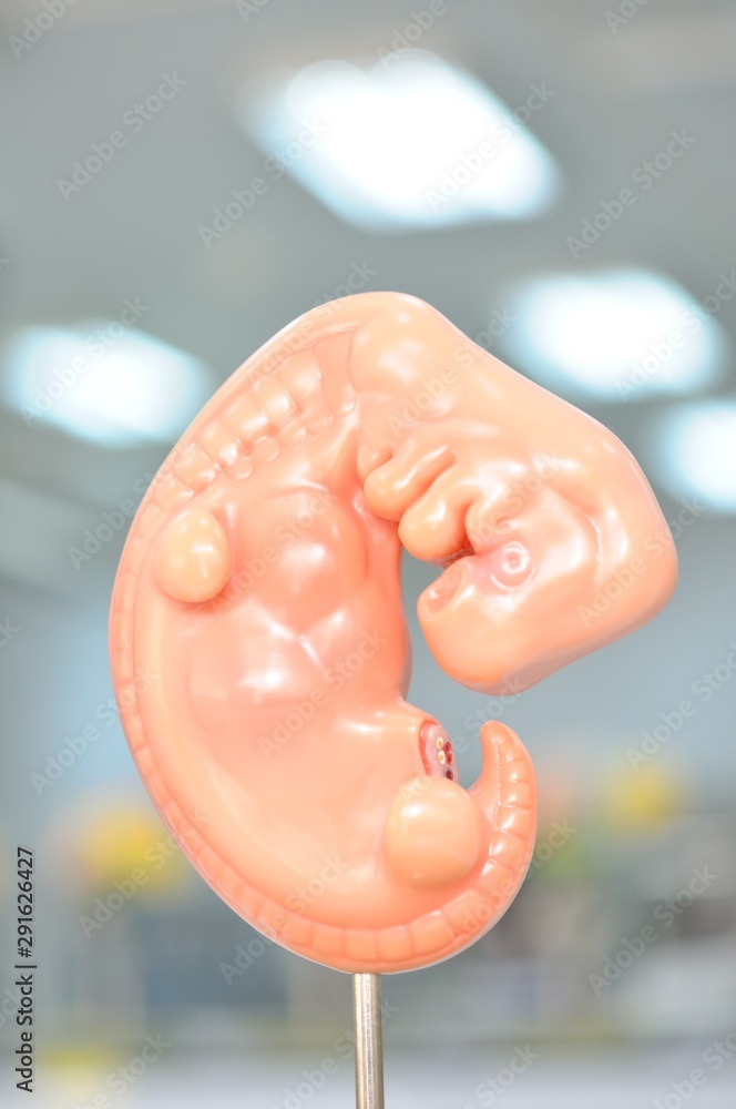 human fetus anatomy model
