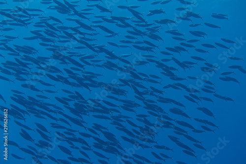 Shoal of Boga