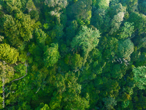 Top aerial view of forest of mountain landscape with trees and river. Bengkulu, Indonesia