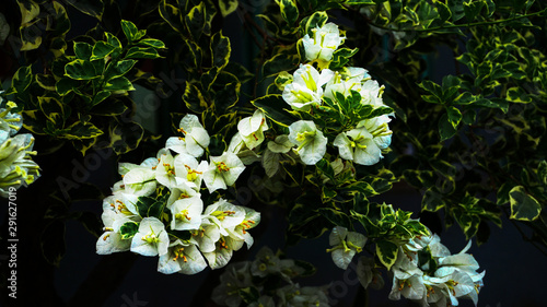 white Bougainvillea flowers in the garden