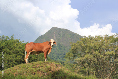 Paisaje con vaca. © LUIS F. SALDARRIAGA