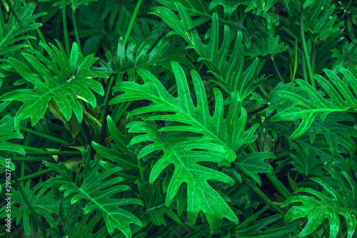 Tropical green leaves layout