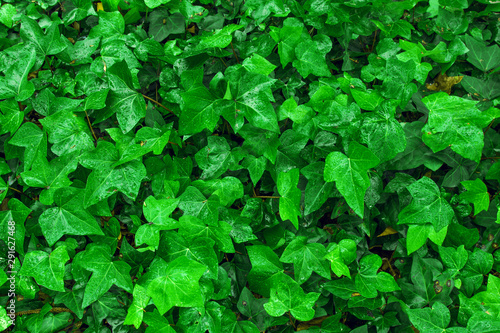 Leaves of ivy covering the wall