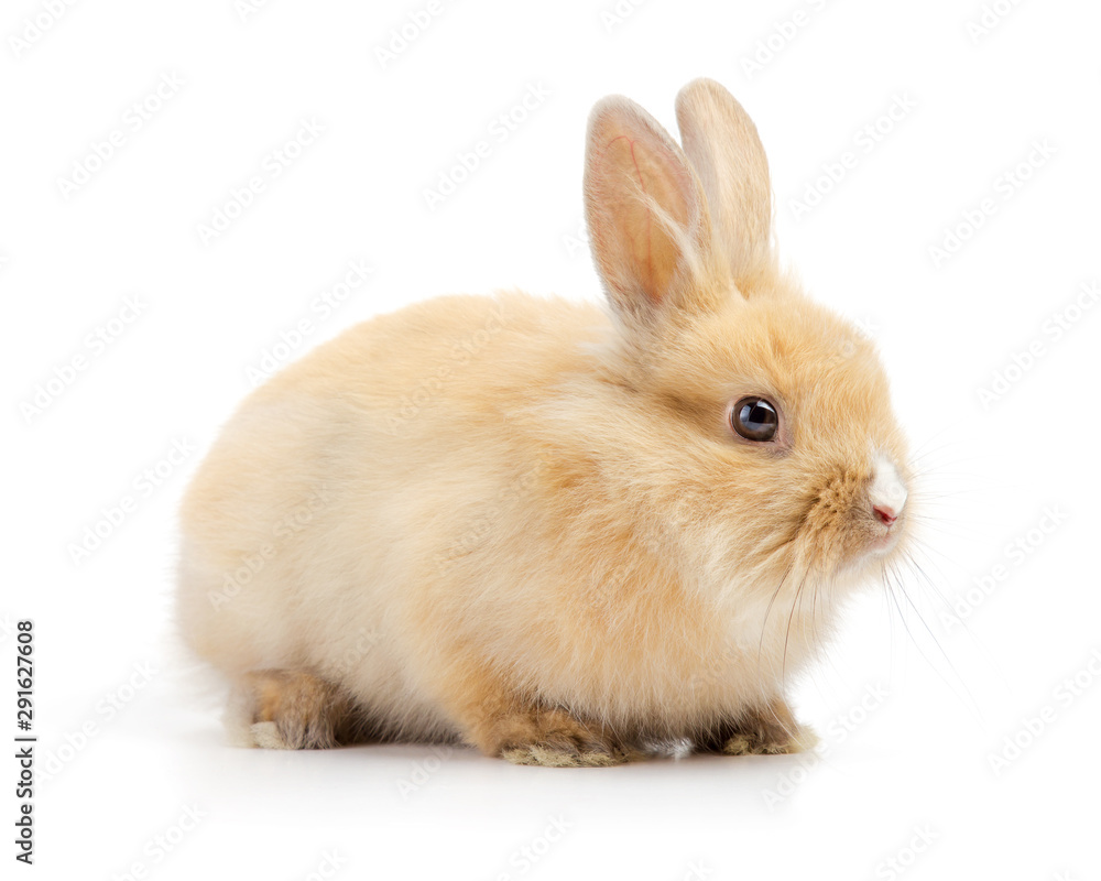 Baby of orange rabbit on white background Baby of orange rabbit on white background