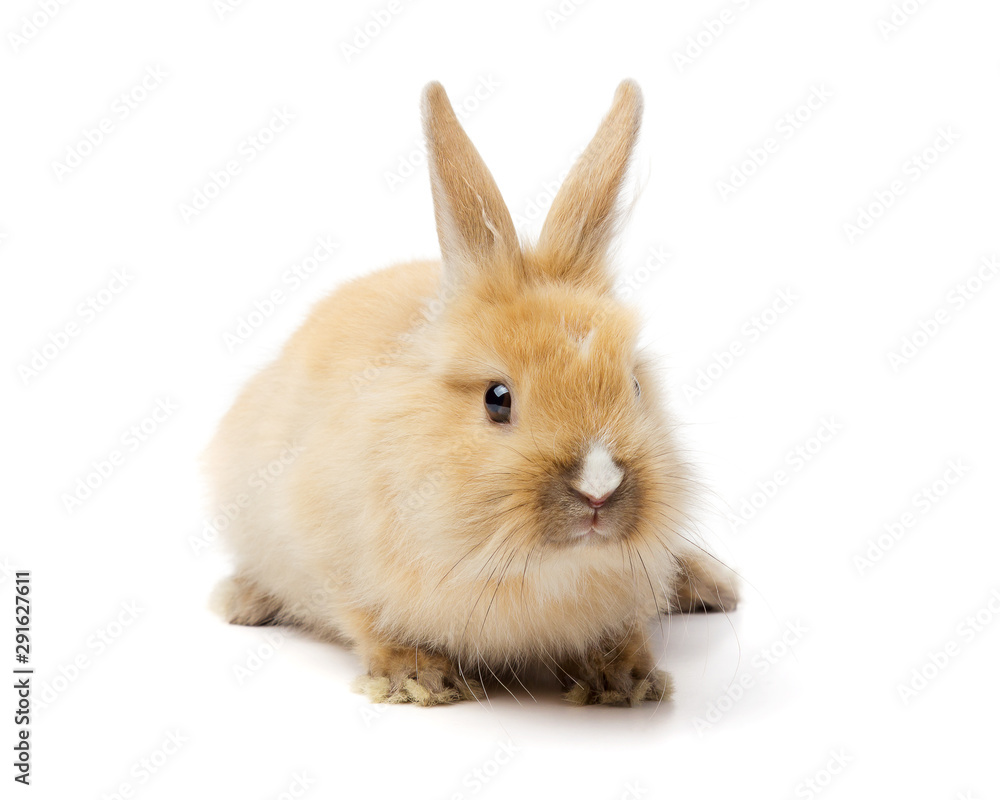 Red bunny rabbit portrait on white background