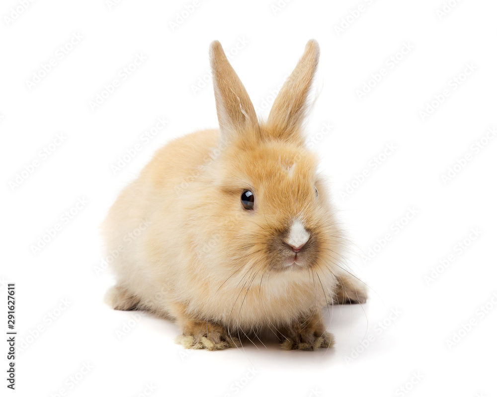 Red bunny rabbit portrait on white background Red bunny rabbit portrait on white background