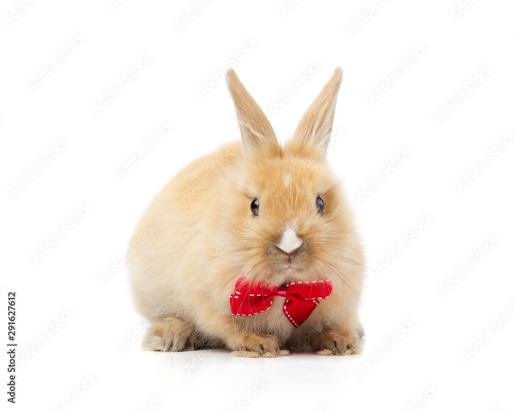 Red bunny rabbit portrait on white background Red bunny rabbit portrait on white background