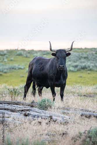 Fototapeta Naklejka Na Ścianę i Meble -  Black Cow