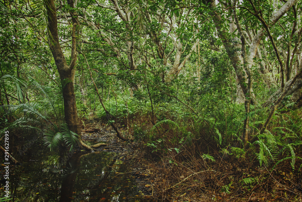 Fototapeta premium Landsape of tropical jungle. Travel background.