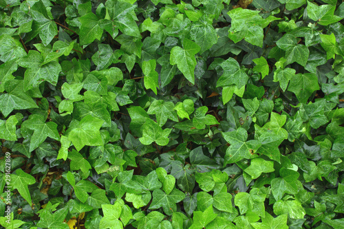 Wall green ivy. Leaves background or texture. Hedera helix