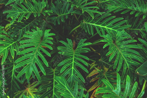Wall green palm leaves. Leaves background or texture. Palm background.