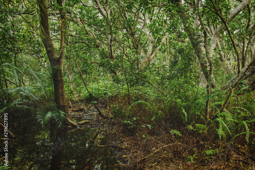 Landsape of tropical jungle. Travel background.