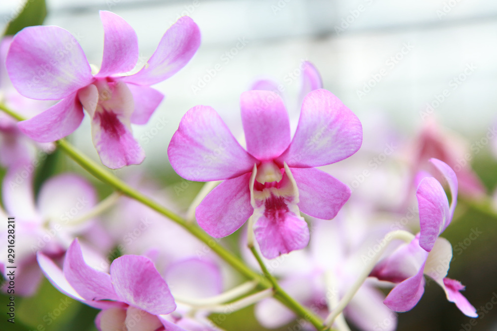 Orchid Farm.Many flowering orchids are reaching the flowering season.On the farm there are ferns and moss. Orchid Farm.Many flowering orchids are reaching the flowering season.On the farm there are ferns and moss.