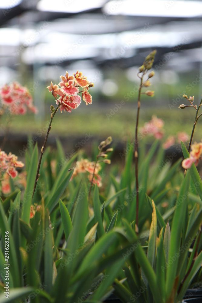Orchid Farm.Many flowering orchids are reaching the flowering season.On the farm there are ferns and moss. Orchid Farm.Many flowering orchids are reaching the flowering season.On the farm there are ferns and moss.