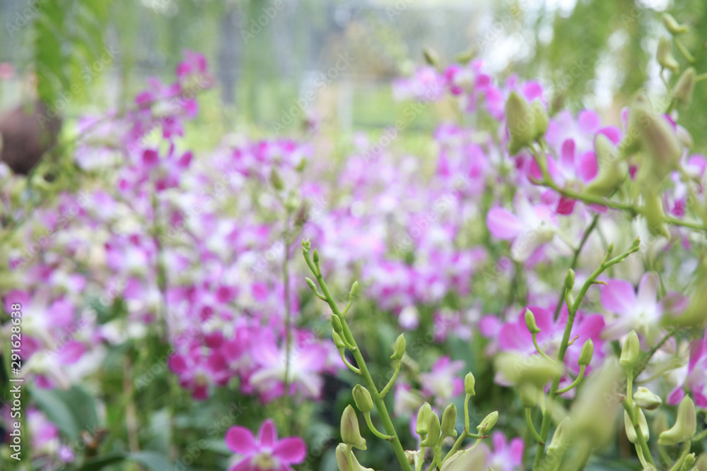 Orchid Farm.Many flowering orchids are reaching the flowering season.On the farm there are ferns and moss. Orchid Farm.Many flowering orchids are reaching the flowering season.On the farm there are ferns and moss.