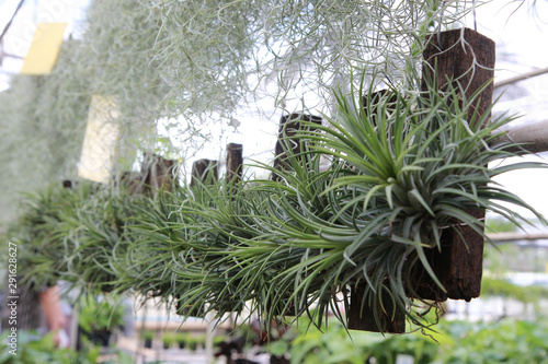 tillandsia funckiana is a tree that resembles a pineapple. When the flowers are purple. Do not use soil for planting but use the air. And expand by sprouting.