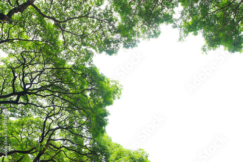 Branches and leaves. With a white background. 