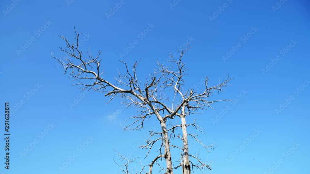 timelapse of dry tree against blue sky with moving cloud timelapse of dry tree against blue sky with moving cloud