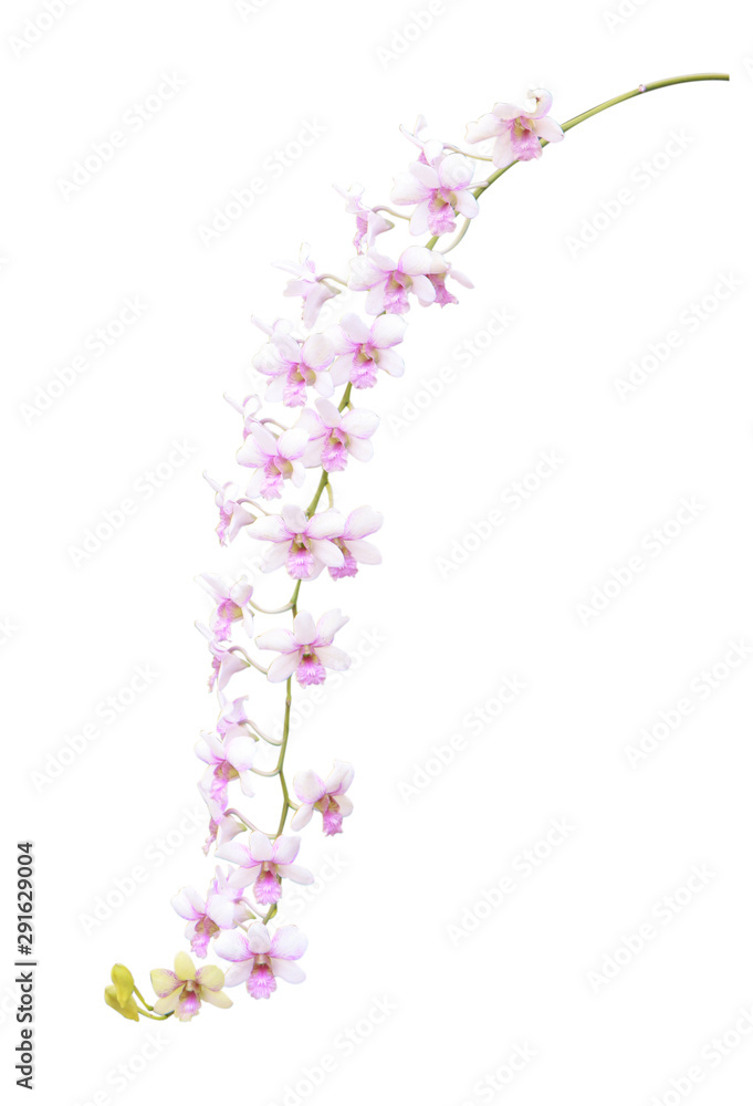 Bouquet of various colors, orchids isolated on white background. With clipping path.