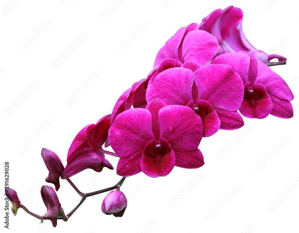 Obraz premium Bouquet of various colors, orchids isolated on white background. With clipping path.