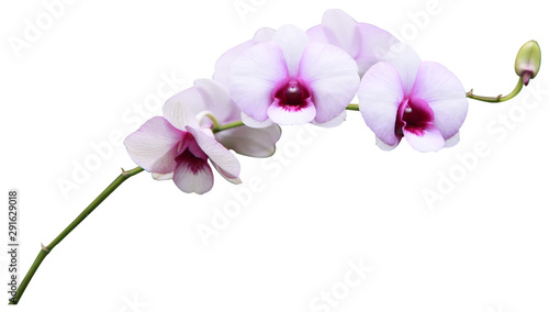 Bouquet of various colors  orchids isolated on white background. With clipping path.