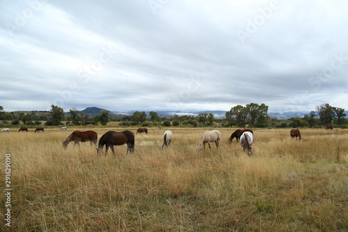 Horse Landscape 1 © nick