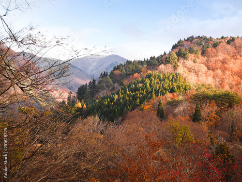 Bare tree branches and dry leaves on mountain in Japan.