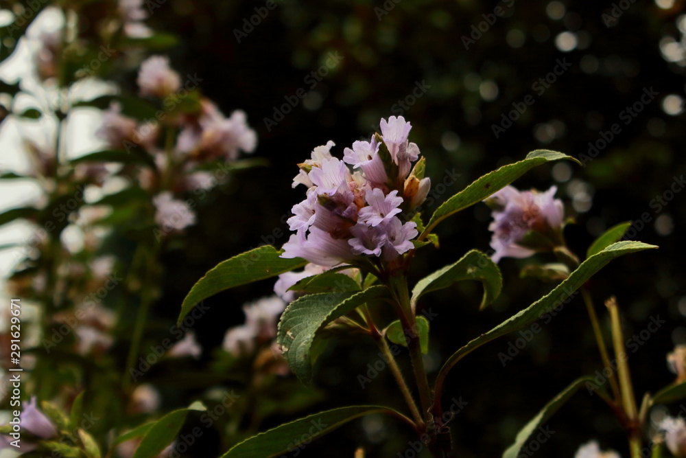 neelakurinji or kurinji (strobilanthes kunthiana) flowers at kodaikanal in tamilnadu in india . this flower, that blooms once in 12 years in nilgiri mountains region neelakurinji or kurinji (strobilanthes kunthiana) flowers at kodaikanal in tamilnadu in india . this flower, that blooms once in 12 years in nilgiri mountains region