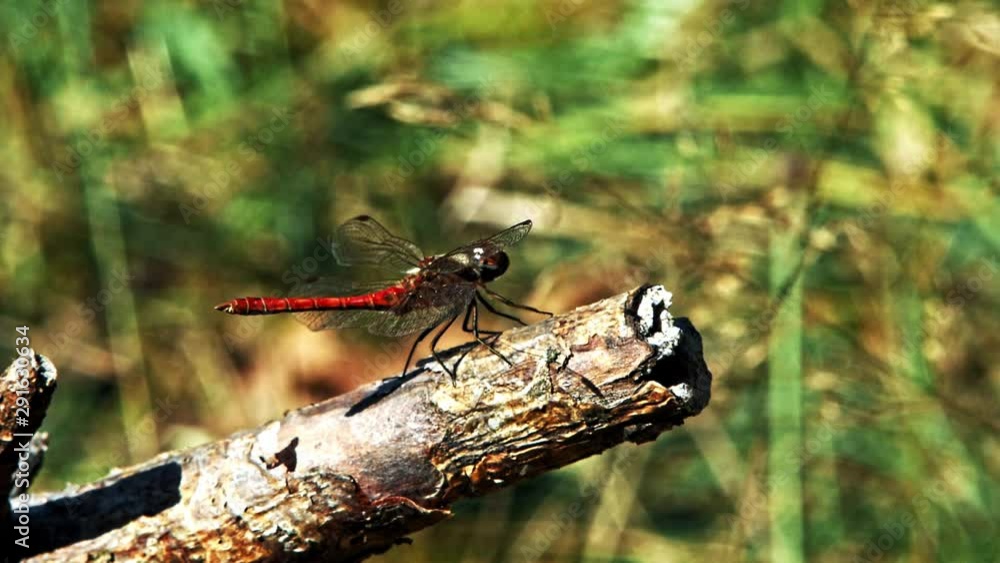 red dragonfly sits on a branch and flies away red dragonfly sits on a branch and flies away