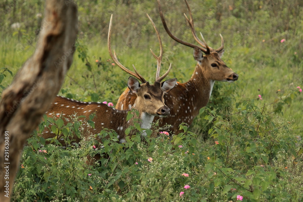 chital, cheetal, spotted deer, chital deer or axis deer, (axis axis) in bandipur national park (nilgiri biosphere reserve) in karnataka in india chital, cheetal, spotted deer, chital deer or axis deer, (axis axis) in bandipur national park (nilgiri biosphere reserve) in karnataka in india