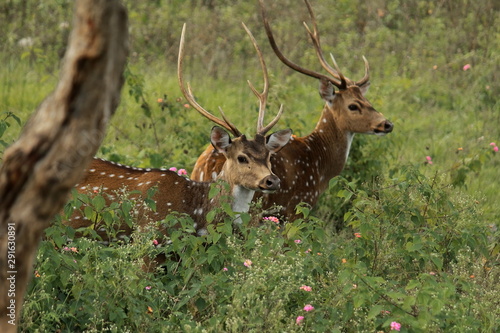 Fototapeta Naklejka Na Ścianę i Meble -  chital, cheetal, spotted deer, chital deer or axis deer, (axis axis) in bandipur national park (nilgiri biosphere reserve) in karnataka in india