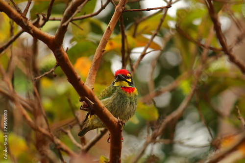 a coppersmith barbet or crimson-breasted barbet or psilopogon haemacephalus is sitting on a branch in chintamani kar bird sanctuary in kolkata in west bengal in india photo