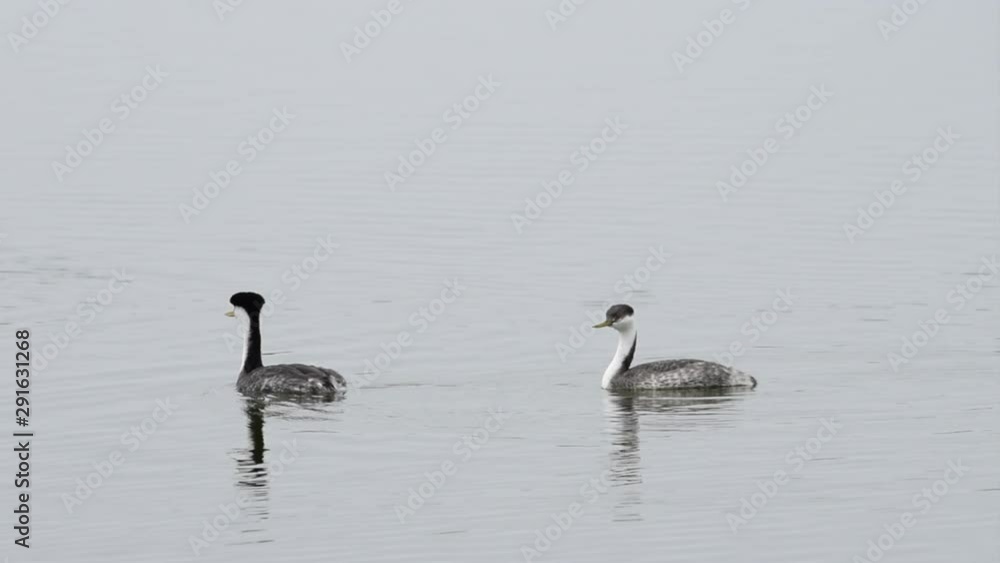 HD Video of Western Grebes swimming and preening in a lake on a cloudy day. the Western Grebe breeds in lakes and ponds across the American West and winters primarily off the Pacific Coast.