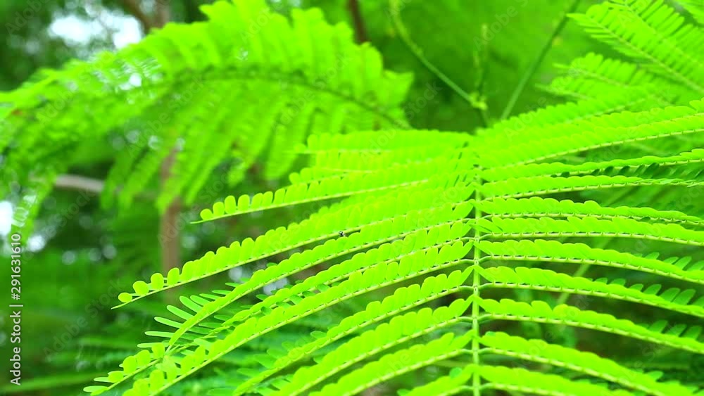 Climbing Wattle, Acacia or Cha-om is vegetable can use young top leaves to ingredient for thai food Climbing Wattle, Acacia or Cha-om is vegetable can use young top leaves to ingredient for thai food