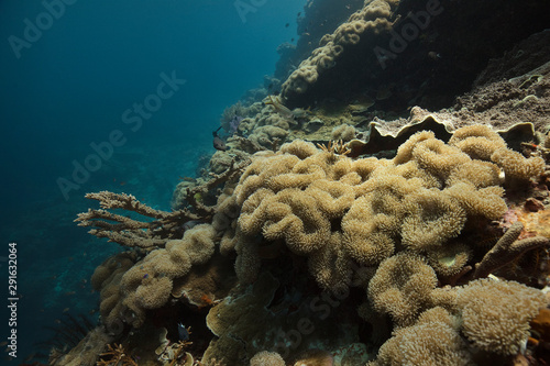 Beautiful soft corals. Amazing underwater world of Maratua Island in East Kalimantan, the Sulwaesi Sea.