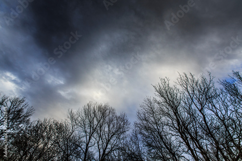 Abstract tree branches profiled on stormy sky, in early spring