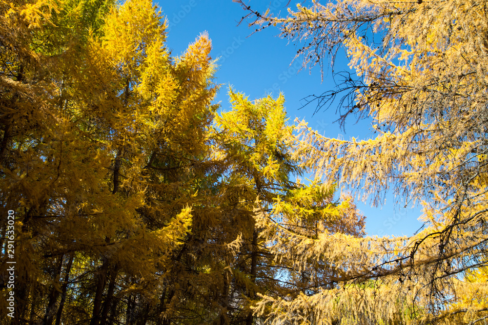 Autumn. Beautiful yellow birch leaves and branches of larch trees on a background of blue clear sky. Natural background. Place to insert text. Autumn. Beautiful yellow birch leaves and branches of larch trees on a background of blue clear sky. Natural background. Place to insert text.