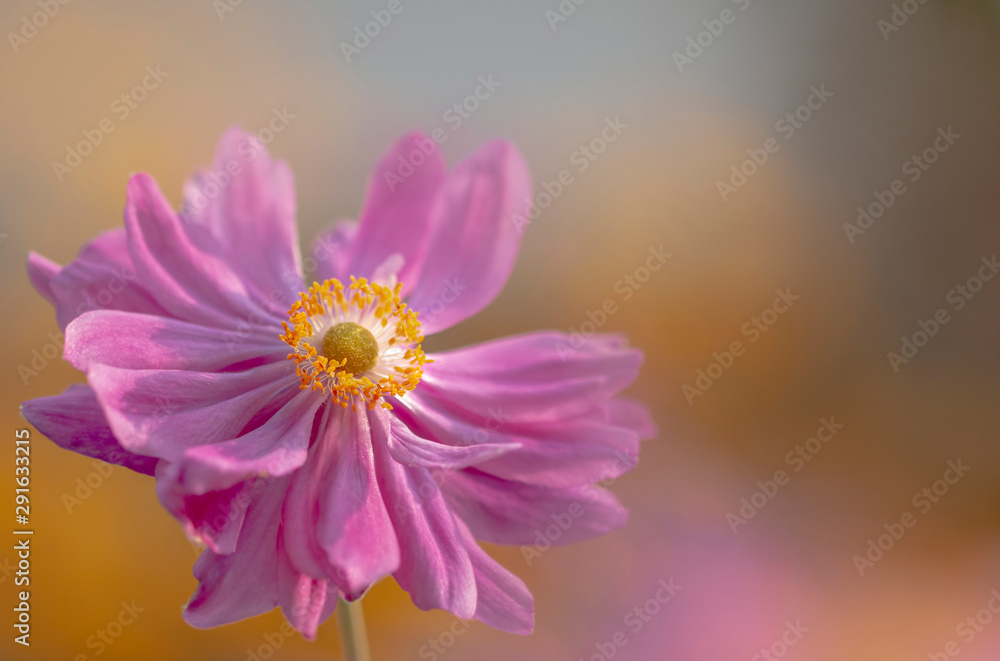 Blumen in Pink - Herbst Anemone - makro Blumen in Pink - Herbst Anemone - makro