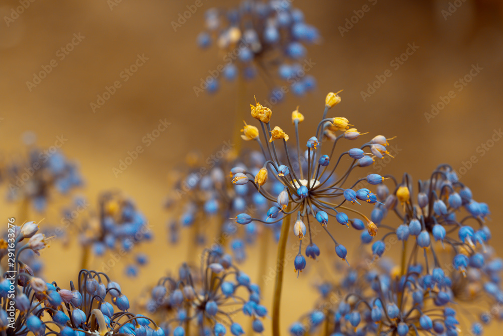 Blüte der Wilden Zwiebel ( allium cernuum ),auch bekannt als Nickender Lauch