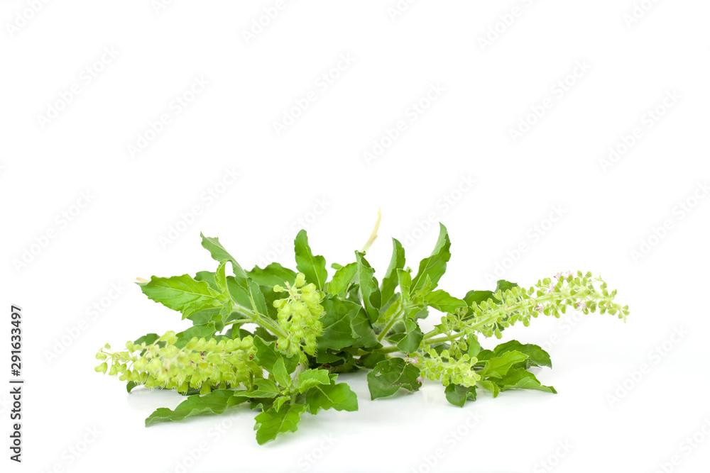 Holy Basil leaf and flower is a vegetable and herb of Thailand isolated on white background. Holy Basil leaf and flower is a vegetable and herb of Thailand isolated on white background.